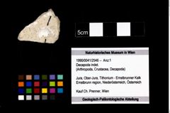 Foto (Objekt + Etikett) von Decapoda indet.  (NHMW-GEO-1990-0041-2546)